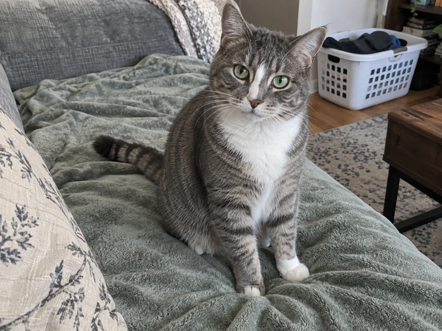 KI-generierte grau getigerte Katze mit grünen Augen und einer weißen Vorderpfote sitzt auf einer zerknitterten Sofadecke.