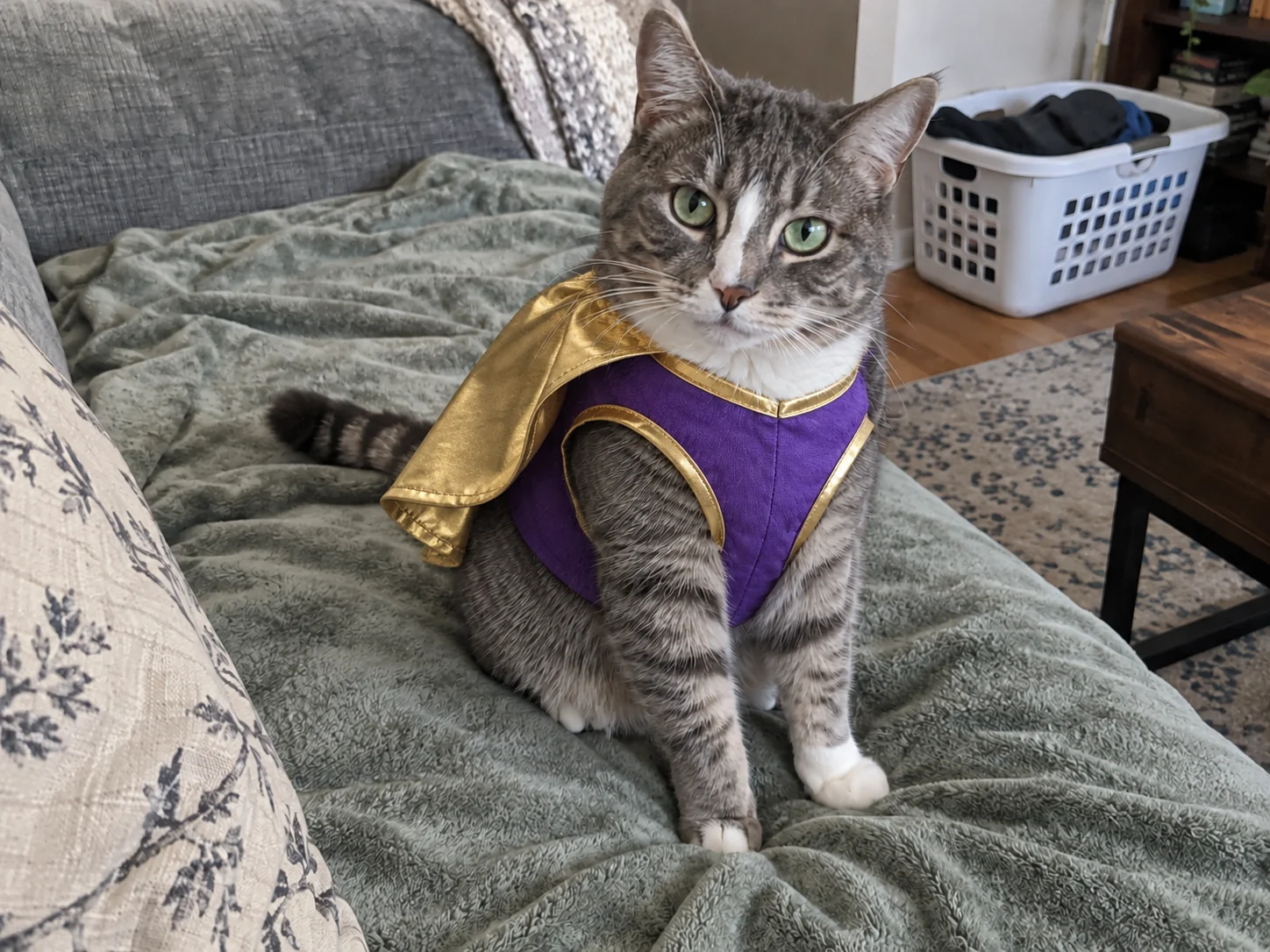 Getigerte Katze auf einer Sofadecke mit violetter Weste und kurzem goldenem Umhang.