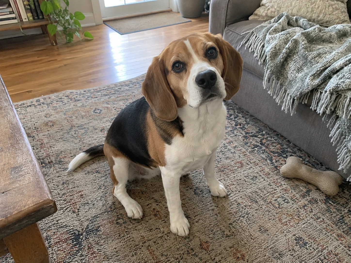 KI-generierter dreifarbiger Beagle sitzt auf einem Teppich neben einem Sofa; braune Schlappohren, weiße Schnauze und schwarze Rückenpartie sichtbar.