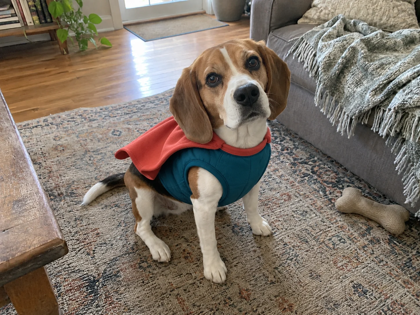 Beagle auf dem Wohnzimmerteppich mit petrolfarbener Weste und kurzem rotem Umhang.